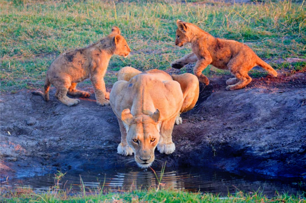 7-Day Chobe-Okavango Delta & Victoria Falls Tour