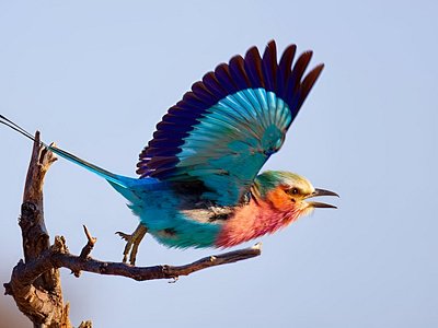 Safari Packages caption (10)
