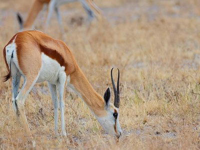 Safari Packages caption (11)