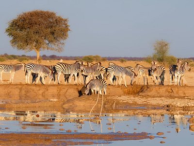 Safari Packages caption (12)