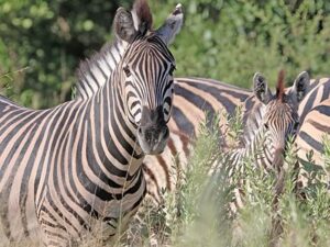 Safari Packages caption (15)