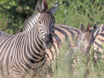 Safari Packages caption (15)