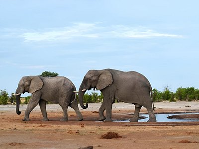 Safari Packages caption (16)