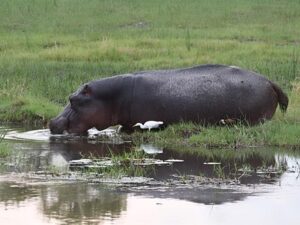 Safari Packages caption (17)
