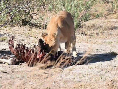 Safari Packages caption (18)