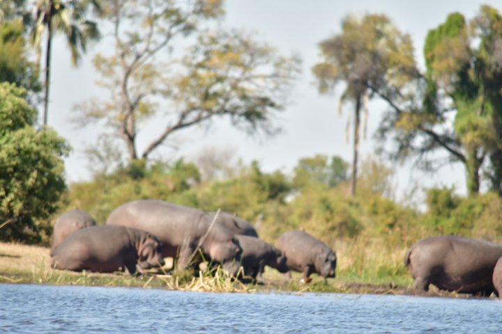 Safari Packages caption (3)