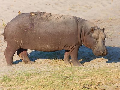 Safari Packages caption (9)