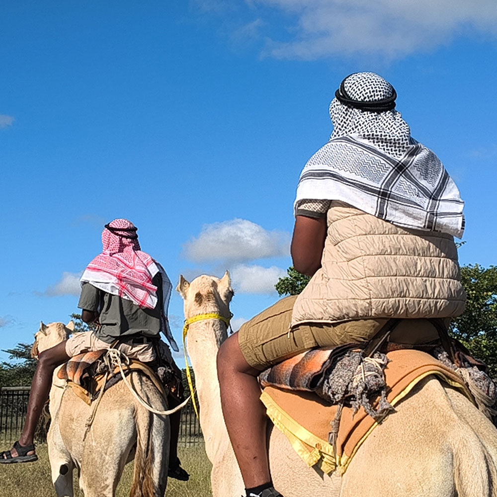 camel product image