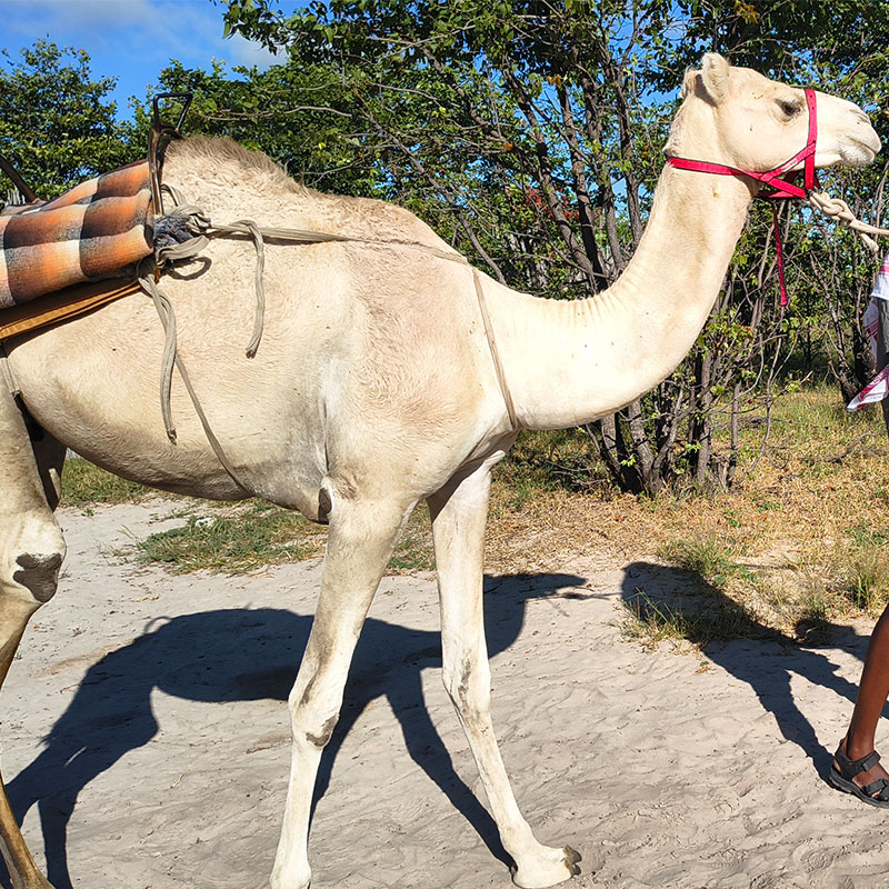 camel 03