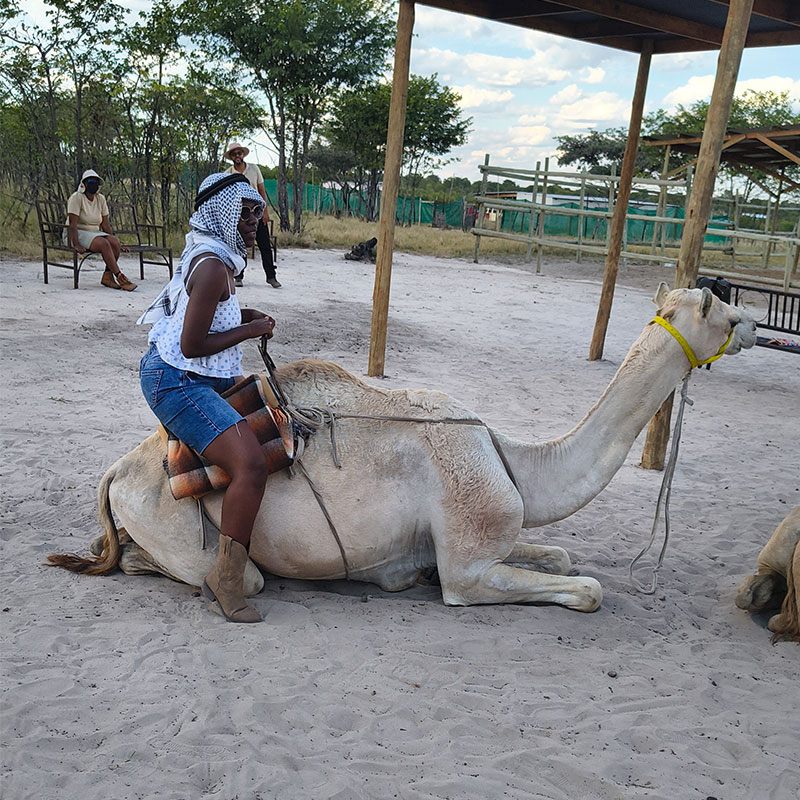 camel 05