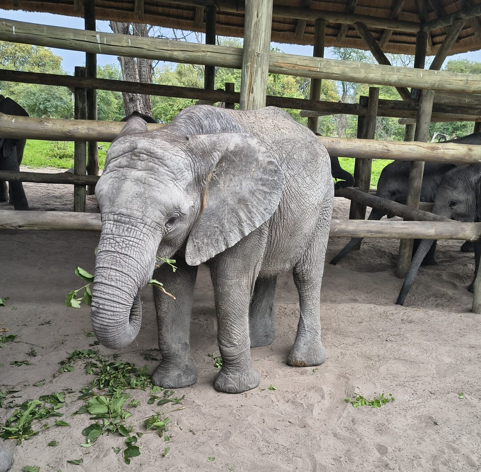 Elephant Interaction